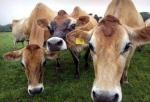 Cows in organic field